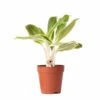 Plante Verte - Aglaonema Lipstick Green - H25cm, ø9cm - Plante D'intérieur 1 Plante Verte - Aglaonema Lipstick Green - H25cm, ø9cm - Plante D'intérieur -VIDA Plantes Magasin 1ea4248ac68bc00c