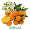 Kumquat Rond Bio Tailles:pot De 3 Litres, Hauteur 30/40 Cm -VIDA Plantes Magasin 1efb27ba807c2832
