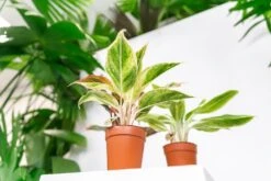 Plante Verte - Aglaonema Lipstick Green - H25cm, ø9cm - Plante D'intérieur 8 Plante Verte - Aglaonema Lipstick Green - H25cm, ø9cm - Plante D'intérieur -VIDA Plantes Magasin 1ffc41648f157cb0