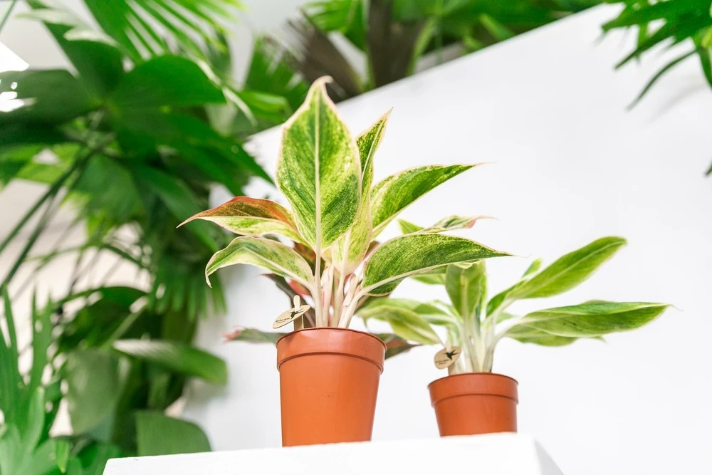 Plante Verte - Aglaonema Lipstick Green - H25cm, ø9cm - Plante D'intérieur 4 Plante Verte - Aglaonema Lipstick Green - H25cm, ø9cm - Plante D'intérieur – Image 2