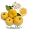 Lime Douce De Rome Bio Tailles:pot De 3 Litres, Hauteur 30/40 Cm -VIDA Plantes Magasin 200c4979051b7749