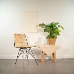 Calathea Orbifolia - H65cm, ø19cm - Plante D'intérieur -VIDA Plantes Magasin 203ba73e42725d07