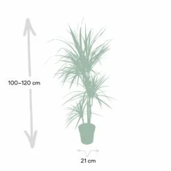 Dracaena Marginata - H115cm, ø21cm - Très Grande Plante D'intérieur -VIDA Plantes Magasin 205c4d19ff1b1ad5