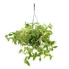 Tradescantia : Suspension Diamètre 18 Cm - Variétés Variables -VIDA Plantes Magasin 21071 001