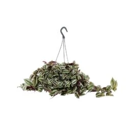 Tradescantia : Suspension Diamètre 18 Cm - Variétés Variables -VIDA Plantes Magasin 21071 004