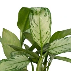 Aglaonema Christina - H30cm, ø12cm - Plante D'intérieur -VIDA Plantes Magasin 226315f1022fb16f