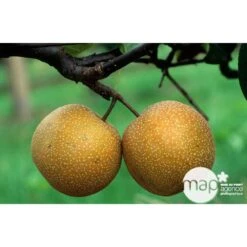 Nashi Hosui Bronze : Gobelet 3 Ans D'âge Ctr 12 Litres -VIDA Plantes Magasin 228675 003