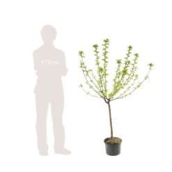 Nashi Hosui Bronze : Gobelet 3 Ans D'âge Ctr 12 Litres -VIDA Plantes Magasin 228675 006