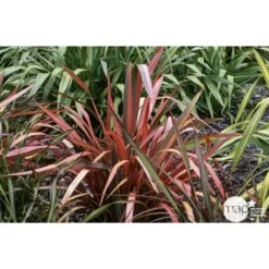 Phormium, Variétés Variables : Pot 4L -VIDA Plantes Magasin 228928 001