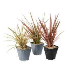 Phormium, Variétés Variables : Pot 4L -VIDA Plantes Magasin 228928 1748536
