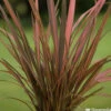 Phormium, Variétés Variables : Pot 4L -VIDA Plantes Magasin 228928 2118546