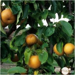 Nashi Nieiseiki : Gobelet Ctr 3 Ans D'âge -VIDA Plantes Magasin 229605 003