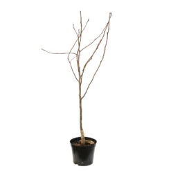 Nashi Nieiseiki : Gobelet Ctr 3 Ans D'âge -VIDA Plantes Magasin 229605 2056210 1