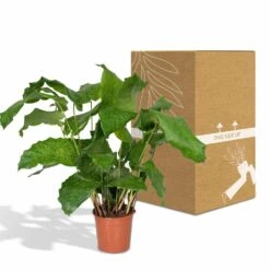 Calathea Network - 30cm, ø14cm - Plante D'intérieur -VIDA Plantes Magasin 22fa5bfd66b2222d