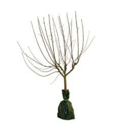 Pommier Belle De Magny : Gobelet 3 Ans D'âge Prêt à Planter