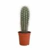 Pachycereus Pringlei - H40cm, ø17cm - Plante D'intérieur -VIDA Plantes Magasin 2334e26dfb6c1be2