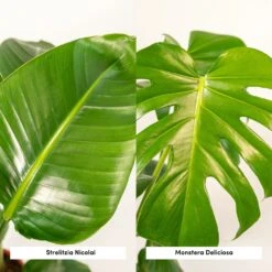 Strelitzia Nicolai, Monstera Deliciosa, Duo De Plantes - Grandes Plantes D'intérieur -VIDA Plantes Magasin 234a08022e7bcd88