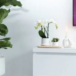 Haworthia Limifolia Et Son Cache-pot Blanc - H16cm, ø9cm - Plante D'intérieur -VIDA Plantes Magasin 234d780d32d03d45