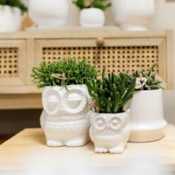 Haworthia Limifolia Et Son Cache-pot Blanc - H16cm, ø9cm - Plante D'intérieur -VIDA Plantes Magasin 236755527d1c1a40