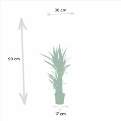 Yucca X2 - H90cm, ø17cm - Grandes Plantes D'intérieur -VIDA Plantes Magasin 23abb00bcae0af1c