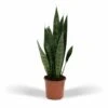 Sansevieria Zeylanica - H55cm, ø14cm - Plante D'intérieur Sans Entretien -VIDA Plantes Magasin 23efa041ecdbe2fe