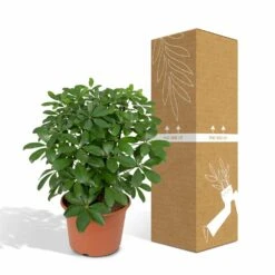 Schefflera Nora - H50cm, ø21cm - Plante D'intérieur -VIDA Plantes Magasin 25074144f3252a26