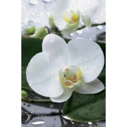 Orchidée Phalaeonopsis 2 Tiges - Pot D.12 Cm -VIDA Plantes Magasin 261303 001