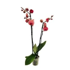 Orchidée Phalaeonopsis 2 Tiges - Pot D.12 Cm -VIDA Plantes Magasin 261303 016