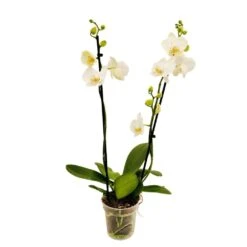 Orchidée Phalaeonopsis 2 Tiges - Pot D.12 Cm -VIDA Plantes Magasin 261303 017