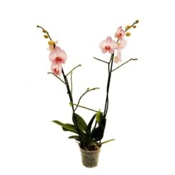 Orchidée Phalaeonopsis 2 Tiges - Pot D.12 Cm -VIDA Plantes Magasin 261303 018