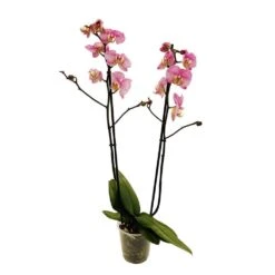 Orchidée Phalaeonopsis 2 Tiges - Pot D.12 Cm -VIDA Plantes Magasin 261303 019