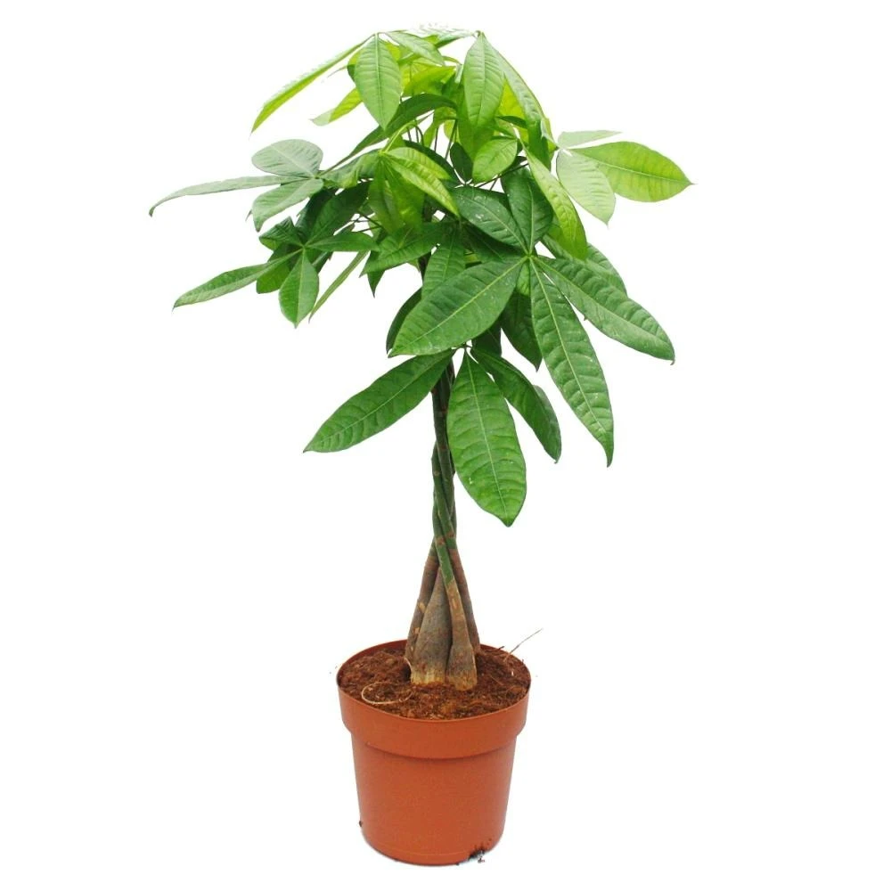 Pachira Aquatica, Châtaigne - Pot De 21cm - Hauteur Env. 100cm 3 Pachira Aquatica, Châtaigne - Pot De 21cm - Hauteur Env. 100cm