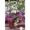 Bougainvillea : Pyramide D17cm -VIDA Plantes Magasin 277986 001