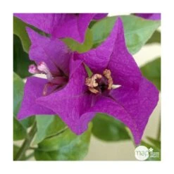 Bougainvillea : Pyramide D17cm -VIDA Plantes Magasin 277986 003