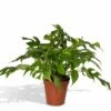 Monstera Minima - H25cm, ø15cm - Plante D'intérieur -VIDA Plantes Magasin 280b535a198ee40a