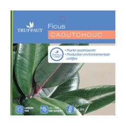 Caoutchouc : 3 Pieds Pot 9 Caoutchouc : 3 Pieds Pot -VIDA Plantes Magasin 28705 001