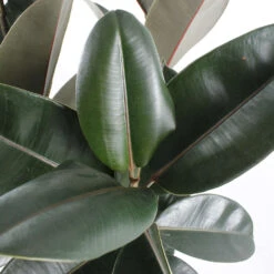 Caoutchouc : 3 Pieds Pot 8 Caoutchouc : 3 Pieds Pot -VIDA Plantes Magasin 28705 002