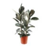 Caoutchouc : 3 Pieds Pot -VIDA Plantes Magasin 28705 003