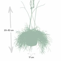 Rhipsalis Baccifera - H30cm, ø12cm - Plante D'intérieur Tombante -VIDA Plantes Magasin 293e650cb9f7254e