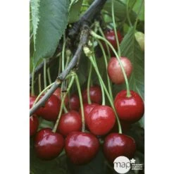 Cerisier Bigarreau Marmotte : Demi Tige Ctr 15 Litres -VIDA Plantes Magasin 29603 002