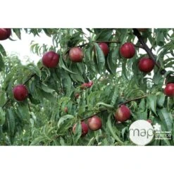 Nectarinier Nectarose : Demi Tige Ctr 15 Litres -VIDA Plantes Magasin 29612 003