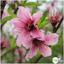 Nectarinier Nectarose : Demi Tige Ctr 15 Litres -VIDA Plantes Magasin 29612 004