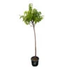 Nectarinier Nectarose : Demi Tige Ctr 15 Litres -VIDA Plantes Magasin 29612 1749382