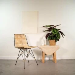 Calathea Medallion - H65cm, ø19cm - Plante D'intérieur -VIDA Plantes Magasin 2b1a79233be0dabe