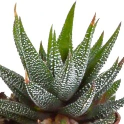 Gasteria, Haworthia Et Leurs Caches-pots Blancs, Box De 5 Plantes - H8cm, ø6cm - Plantes D'intérieur -VIDA Plantes Magasin 2de64a1b128c83ca