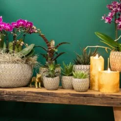 Haworthia - H11cm, ø6cm - Plante D'intérieur -VIDA Plantes Magasin 2de74b199696d501