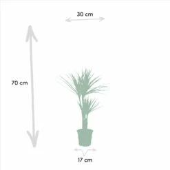 Yucca, Dracaena, Duo De Plantes - Plantes D'intérieur -VIDA Plantes Magasin 2e75aedb227abe1b