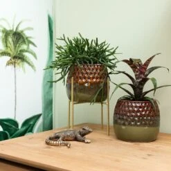 Rhipsalis Baccifera - H10cm, ø6cm - Plante D'intérieur -VIDA Plantes Magasin 2e8d3bdc2506711c