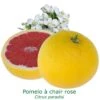 Pomelos A Chair Rose Bio Tailles:pot De 3 Litres, Hauteur 30/40 Cm -VIDA Plantes Magasin 2ed3940e2398882b