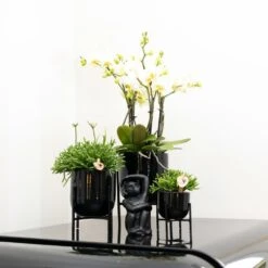 Rhipsalis Baccifera - H10cm, ø6cm - Plante D'intérieur -VIDA Plantes Magasin 30cc427b0a29f939